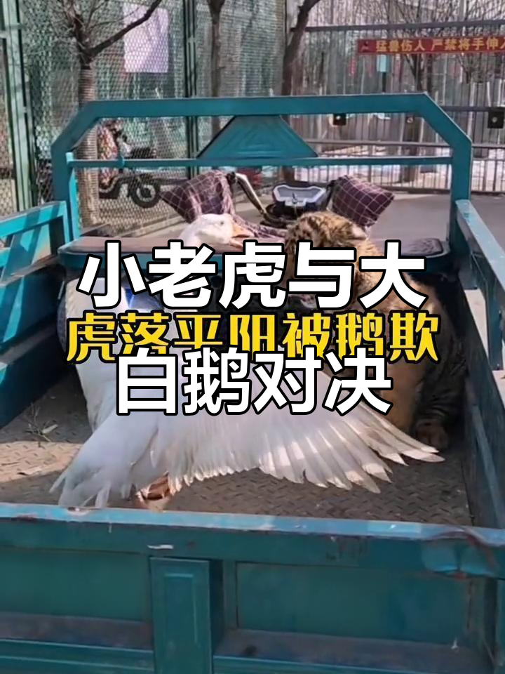 小老虎挑战大白鹅,谁才是真正的“空中王者”?