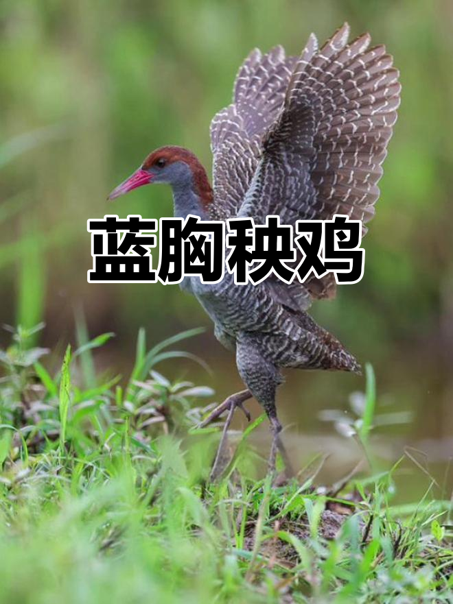 蓝胸秧鸡,褐色与白色交织的美丽小鸟