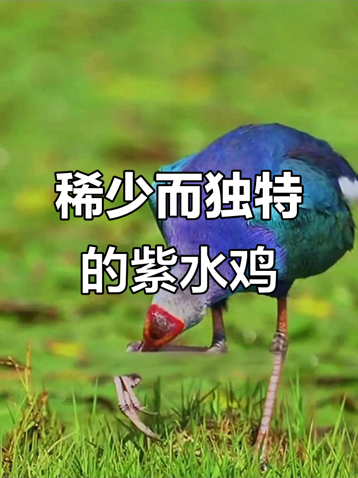紫水鸡:温顺胆小,行走缓慢的独特流鸟