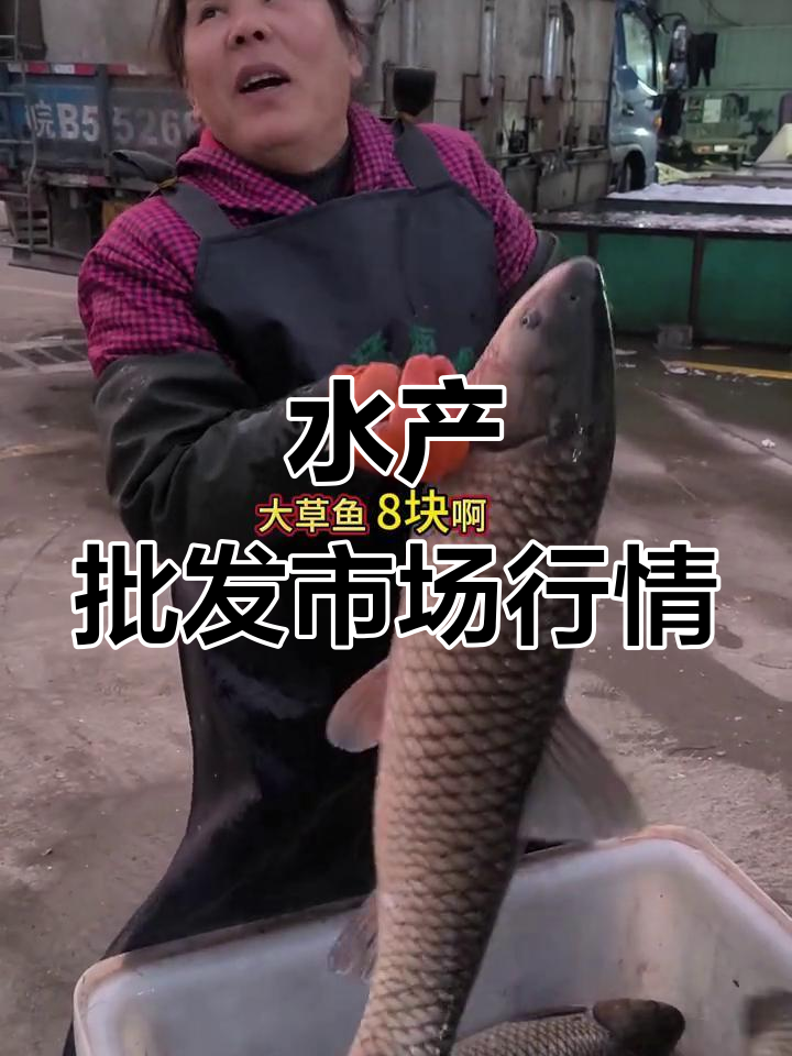 安徽芜湖水产市场夜市,大青鱼草鱼价格揭秘