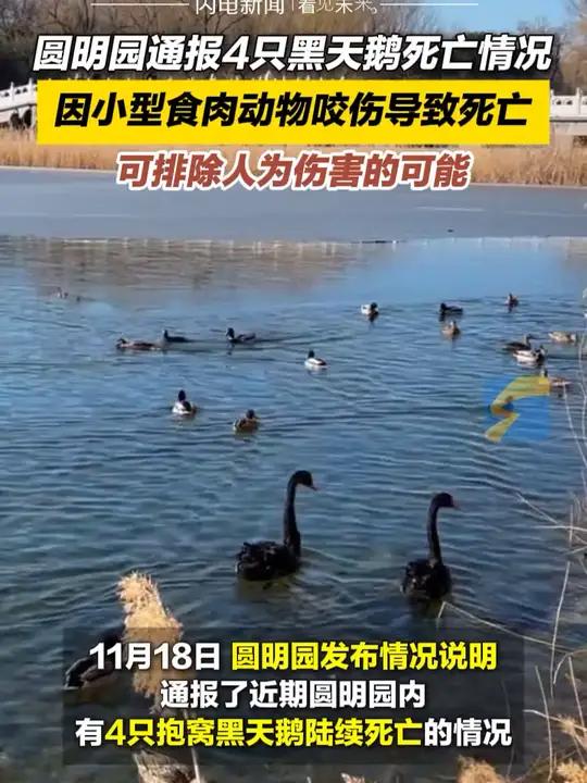 11月18日,圆明园通报4只黑天鹅死亡情况:因小型食肉动物咬伤导致死亡,可排除人为伤害的可