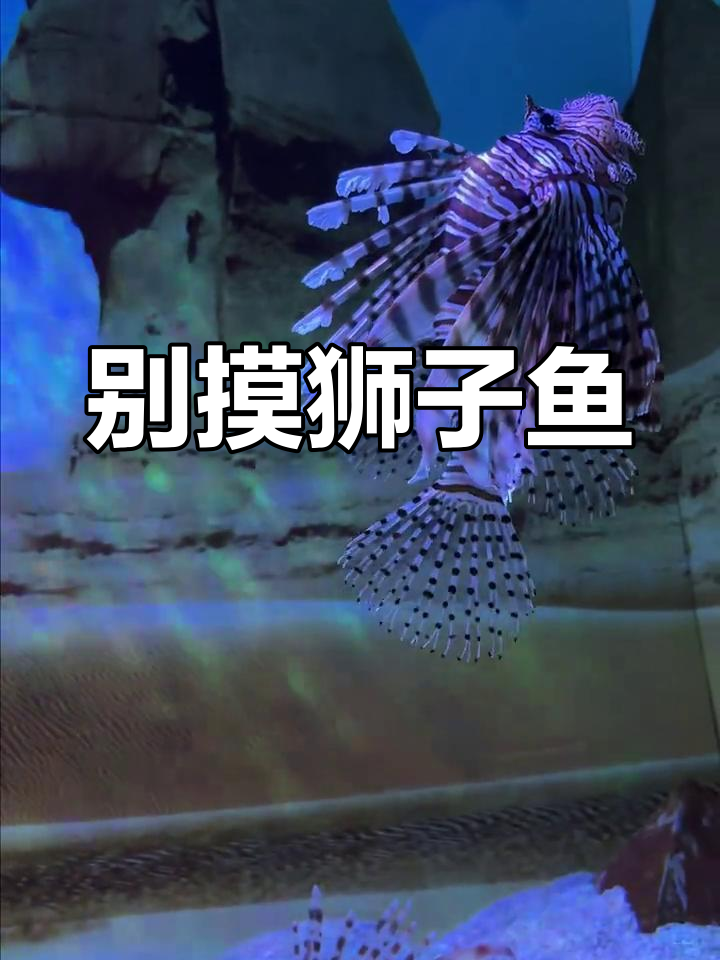 狮子鱼:美丽却致命的海洋毒物,别碰它!