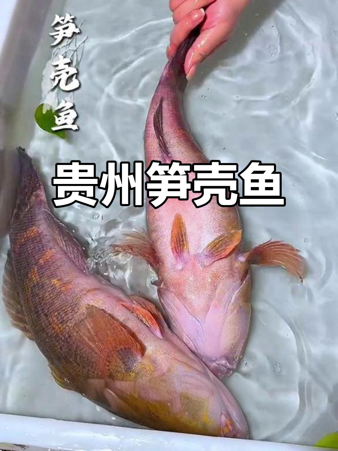 贵州十大名鱼之一:笋壳鱼的溪流美味,肉质鲜嫩无腥味