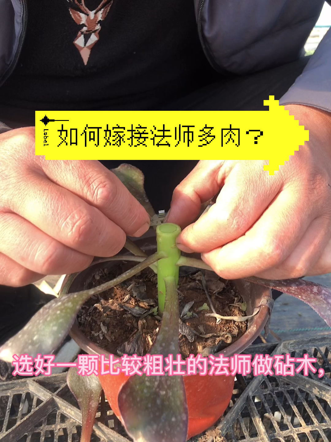法师多肉如何嫁接?