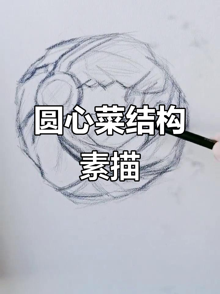 零基础入门:卷心菜结构素描技巧解析
