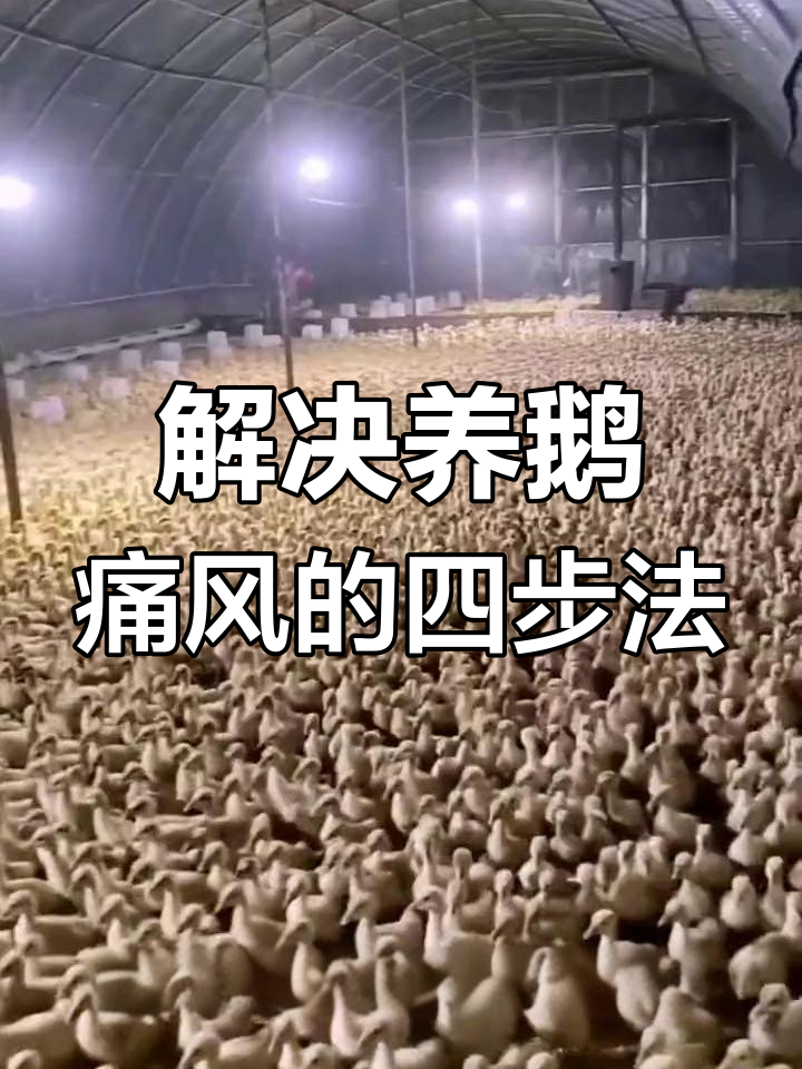 鹅痛风快速解决方案,两天见效