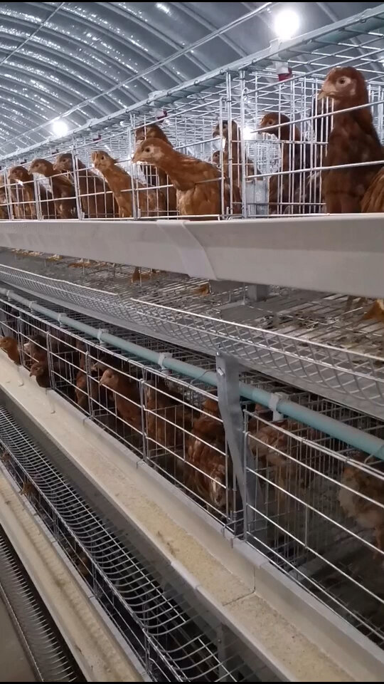 自动化笼养设备,层叠式蛋鸡笼养设备,肉鸡育