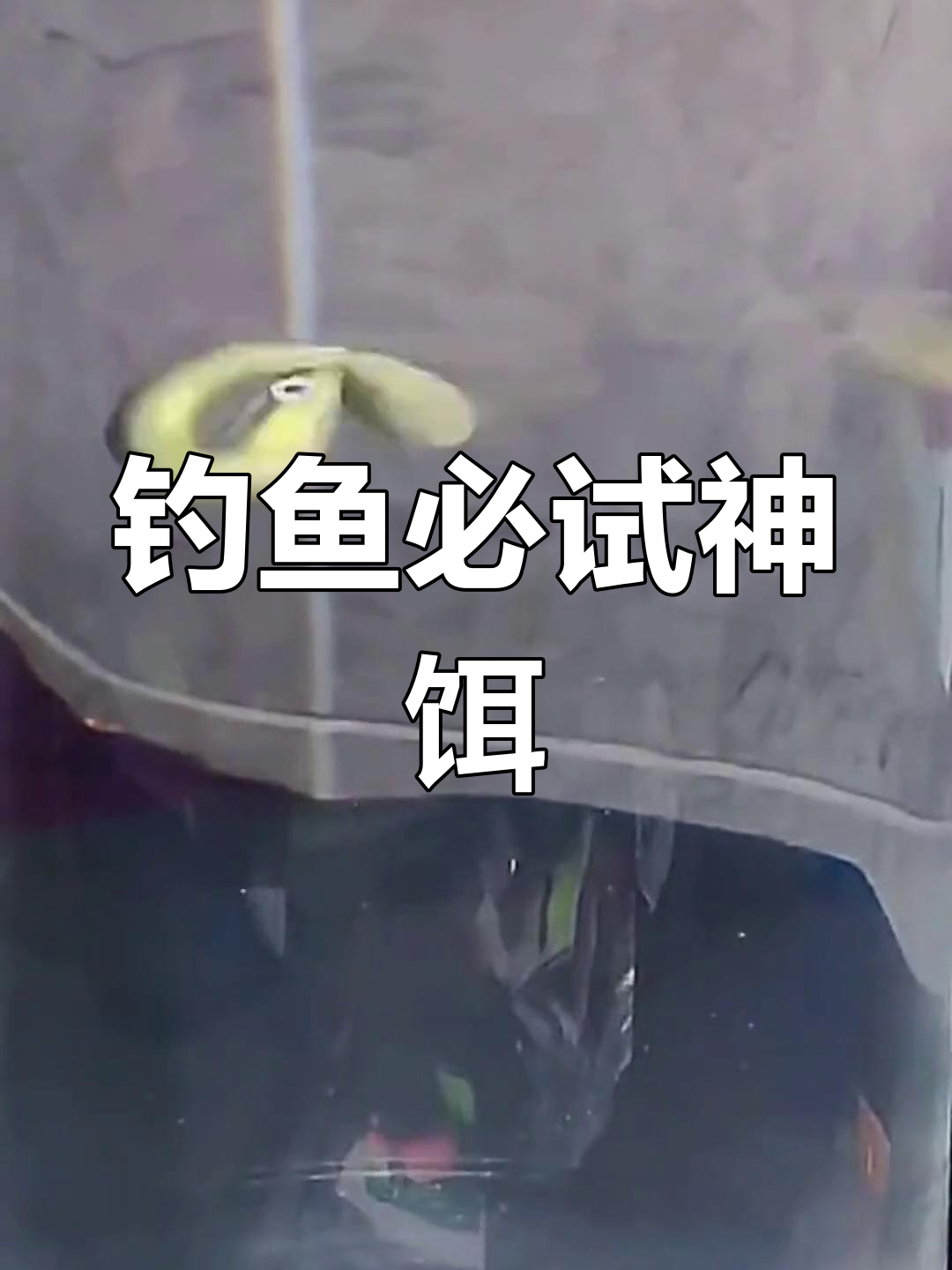 泥鳅活饵,钓鱼必备神器,每天轻松大获丰收!