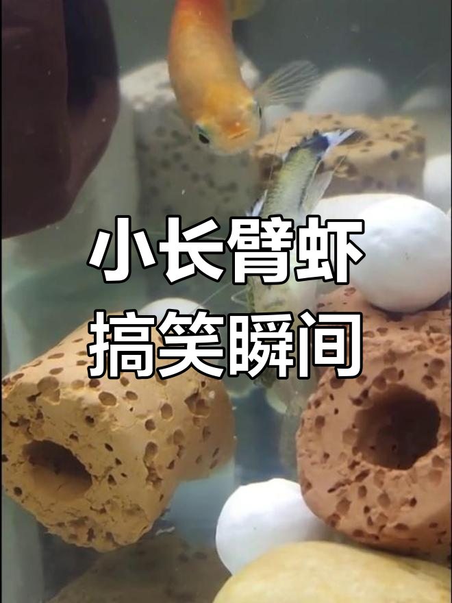 中华小长臂虾的奇妙行为