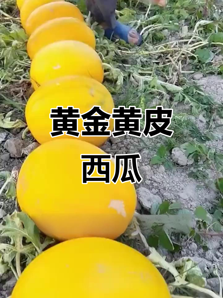 黄皮西瓜:薄皮脆肉,四季可种,家庭种植更美味