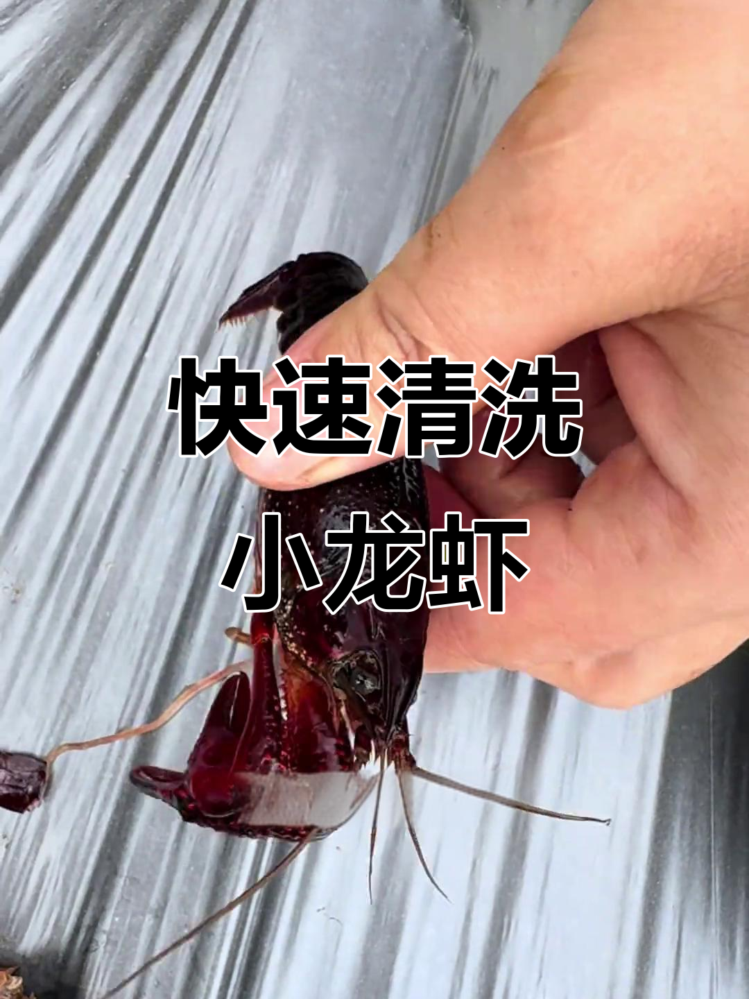 小龙虾清理三部曲,轻松去腮、肠子和虾味