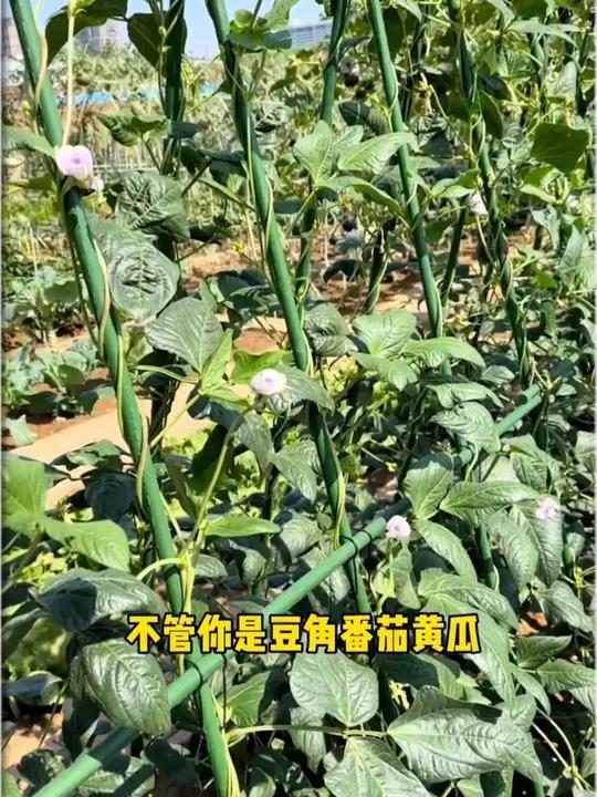 一款可以反复使用很多年爬藤架,不管是豆角,黄瓜西瓜,还是家里容易倒伏的花卉绿植,做支撑牵引