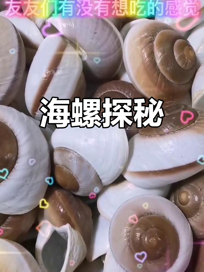 天然海螺面包螺,带你探索深海宝藏
