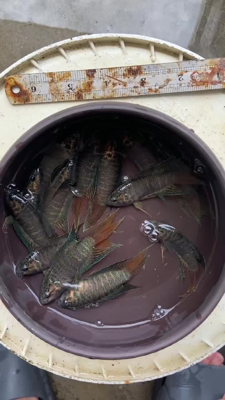 中国野生斗鱼