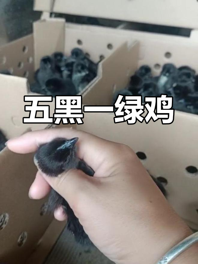 五黑绿壳蛋鸡:黑色鸡肉与绿色鸡蛋的完美结合