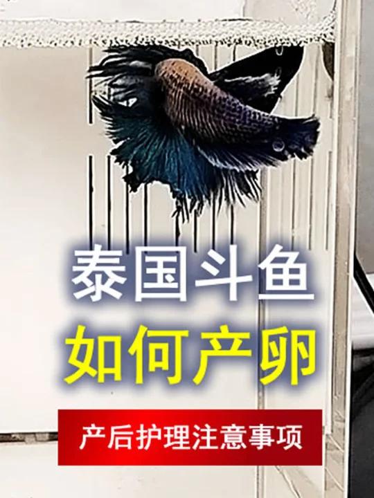斗鱼是如何产卵的,产卵后又需要如何护理
