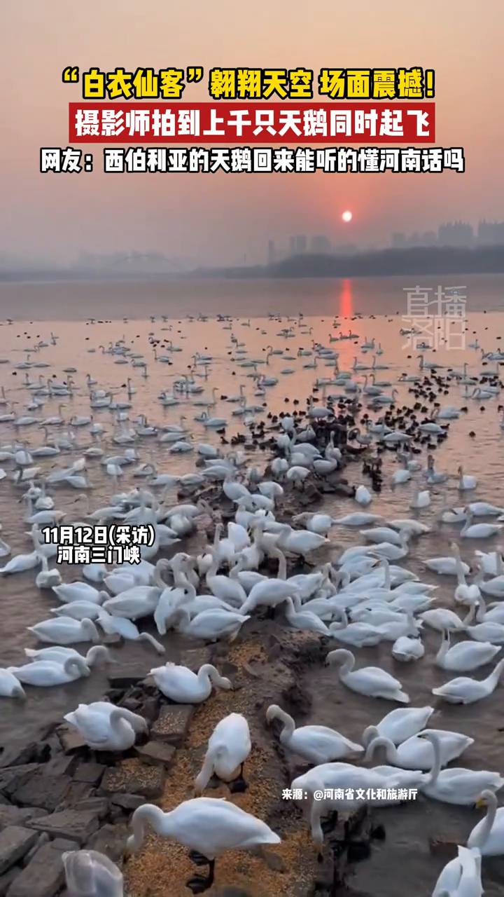 摄影师拍到上千只天鹅同时起飞