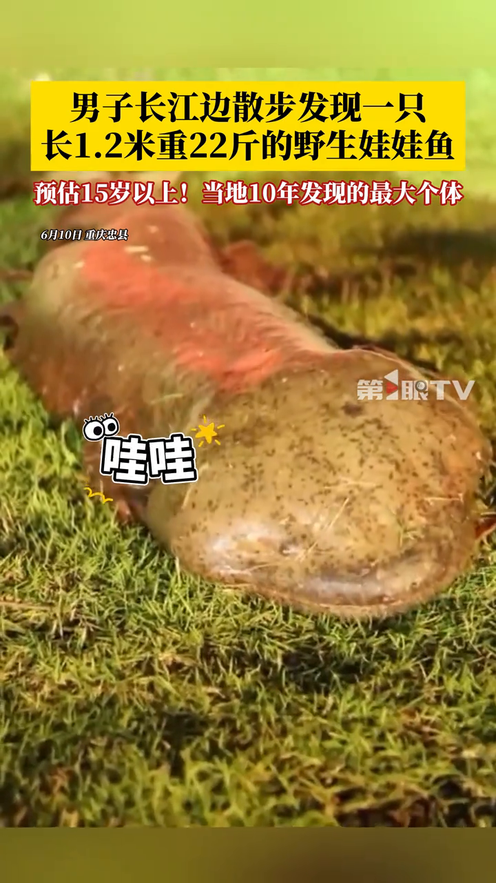 男子在重庆忠县江边散步，发现一只年龄超15岁的野生娃娃鱼