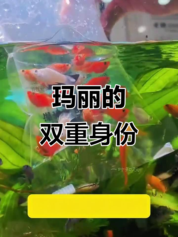 玛丽鱼圆润可爱,每月产仔并清理缸内杂物
