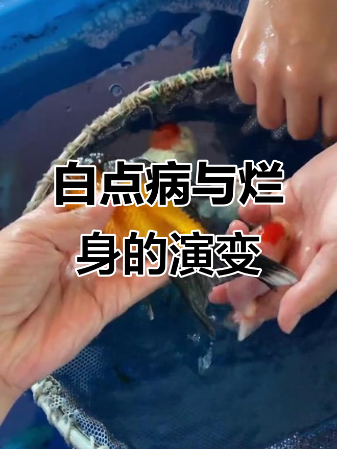 兰寿鱼白点病与烂身变化观察