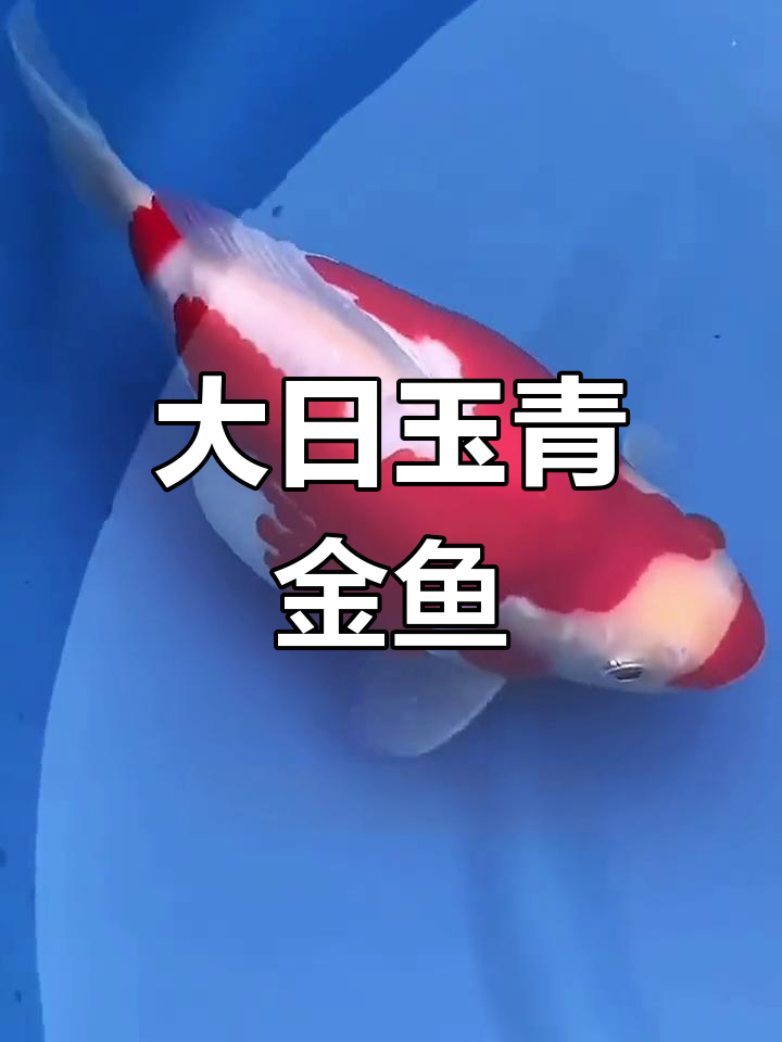 玉鲭金鱼:锦鲤与金鱼的结合