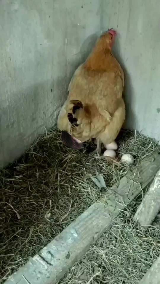 闲着没事看我家母鸡下蛋