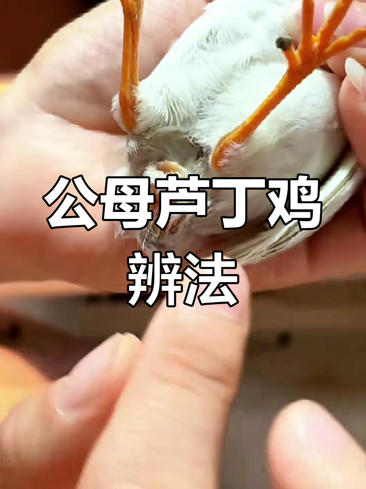 芦丁鸡公母分辨技巧:看泄殖腔轻松辨别