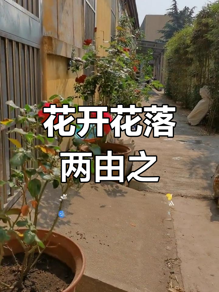 曾经养花,如今不再,月季、茉莉与柳叶草的故事