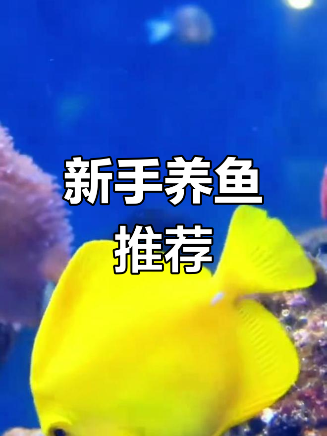 黄金吊饲养全攻略:从价格到挑选技巧