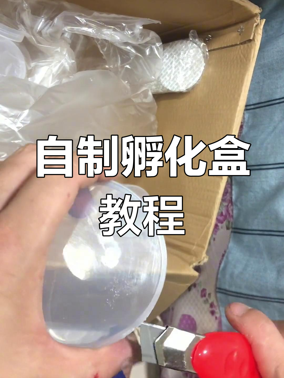简单实用的孵化盒制作教程,轻松搞定孔雀鱼繁殖