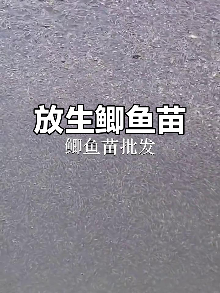 深圳龙城与广州石碁鱼苗场:放生鲫鱼苗,助力生态保护