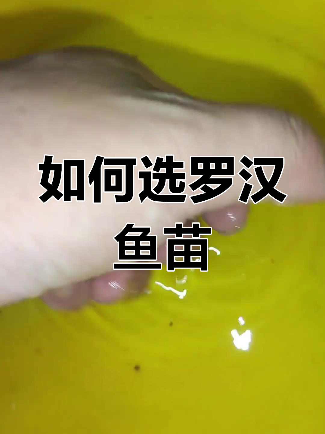 罗汉鱼苗挑选技巧,如何避免常见误区