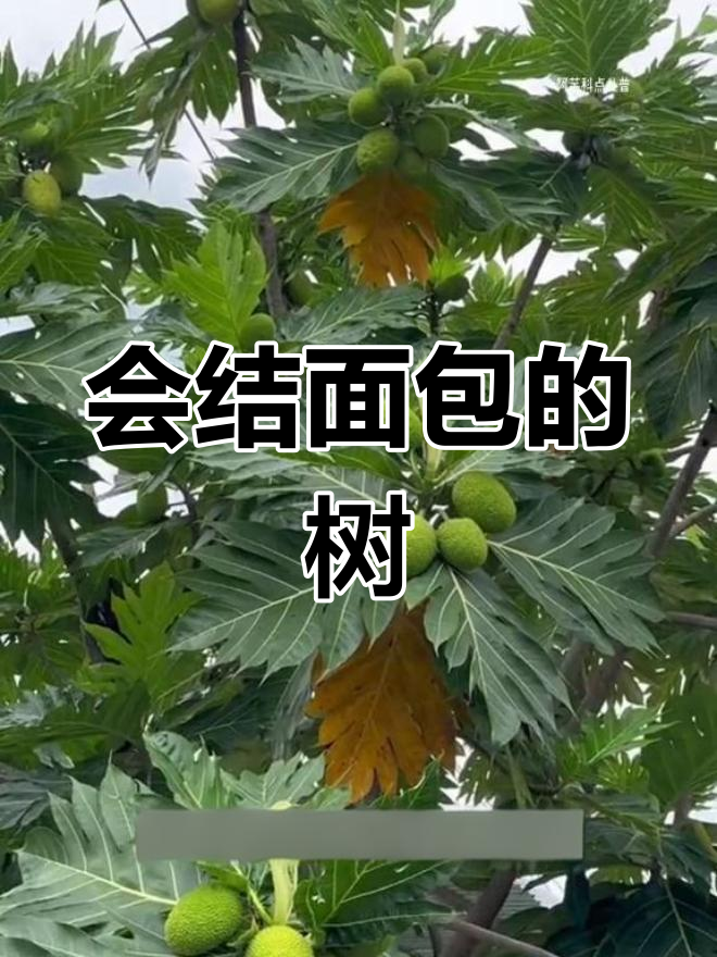 面包树:结出香甜果实的神奇植物