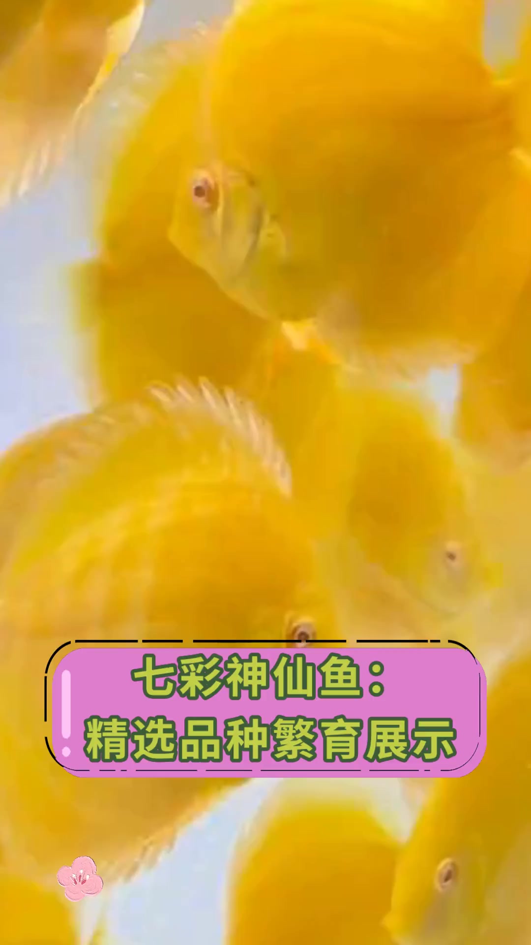 七彩神仙鱼:精选品种繁育展示