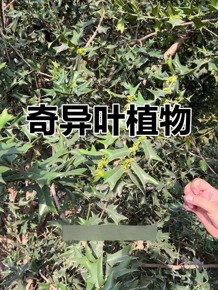 这种叶子带刺的植物,见到别错过,回家试试它的奇特用途!