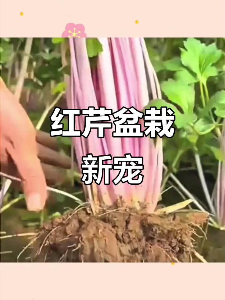 紫衣红芹,四季种植,阳台盆栽蔬菜新宠
