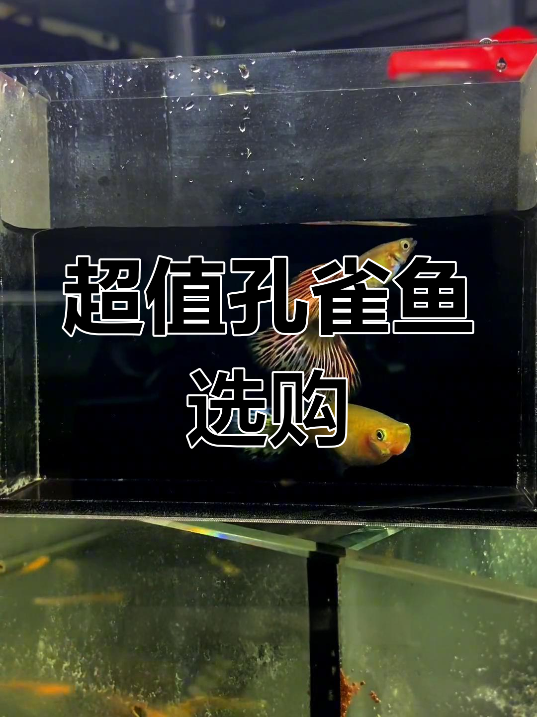 精选孔雀鱼品种推荐与评价