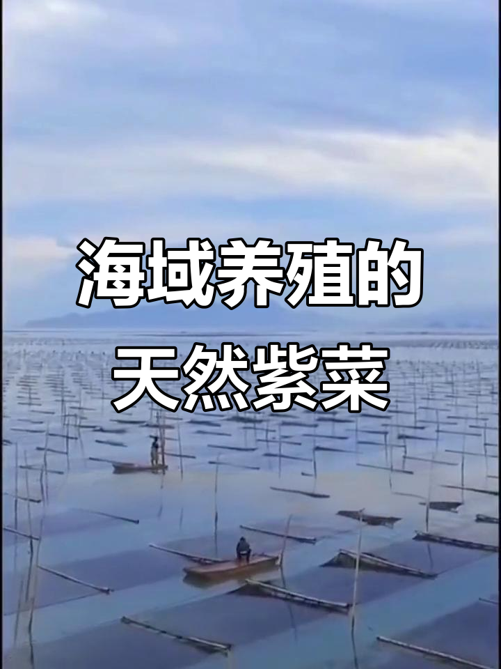 霞浦头水紫菜:海上的绿色蔬菜,自然生长无需施肥打药