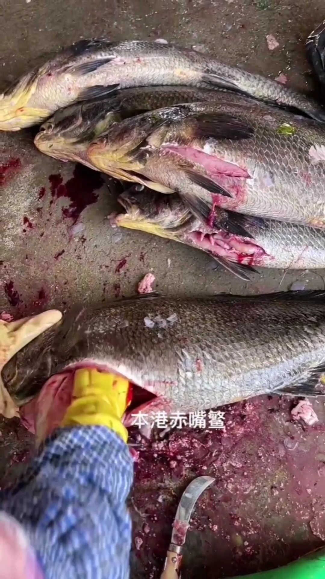 来看看,赤嘴鳘鱼是怎么取鱼鳔取鱼胶的