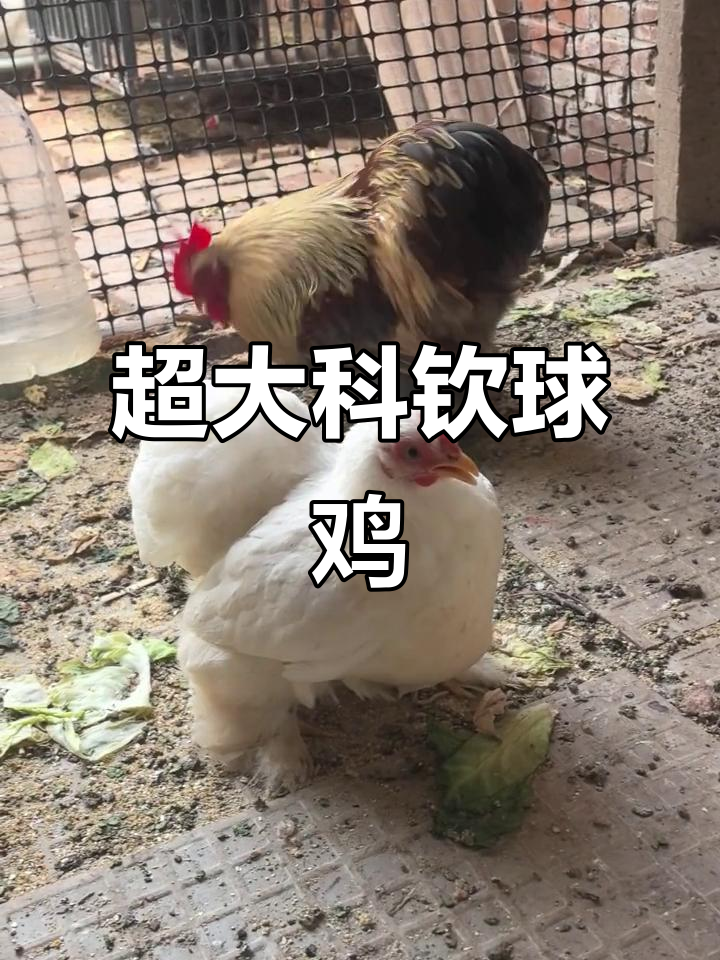 科钦球鸡大揭秘,屁股太远了!