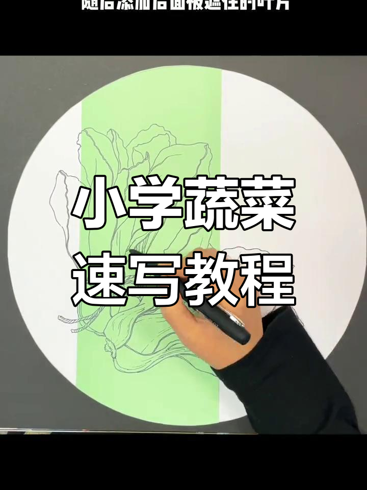 小学生速写青菜,轻松掌握一点发射法