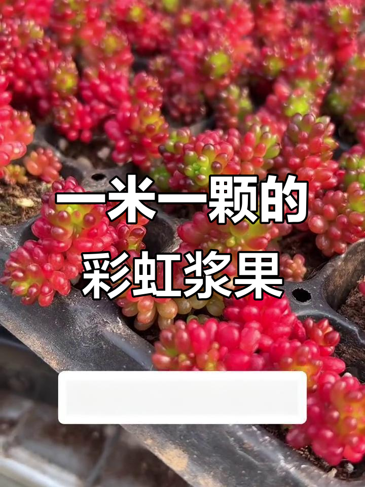 彩虹浆果多肉，每一颗都超可爱！