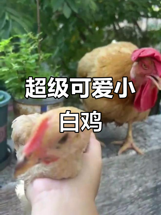 小白鸡眼睛超大，呆萌又调皮！