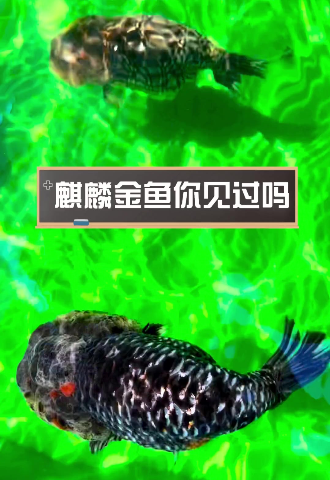 麒麟金鱼你见过吗