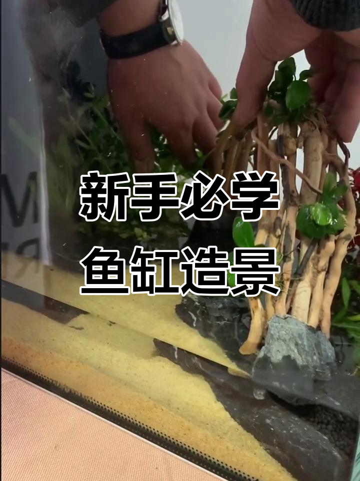 鱼缸造景超简单,新手一看就会