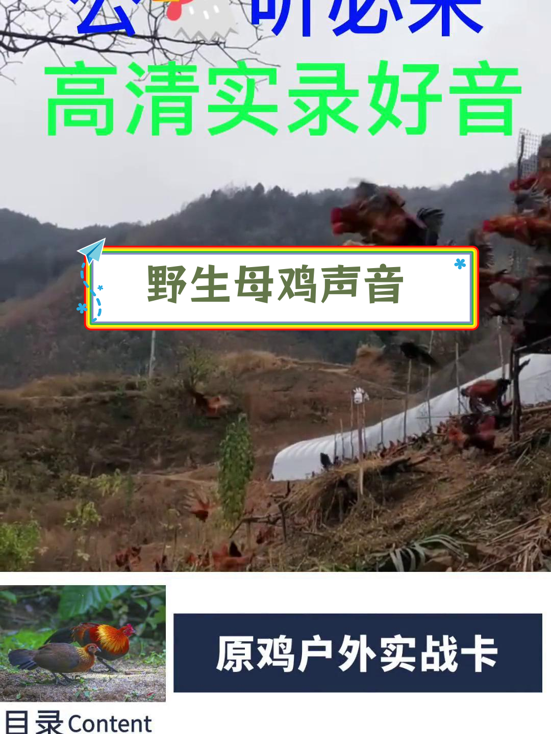 母野鸡的独特叫声,茶花鸡与原鸡的声音对比