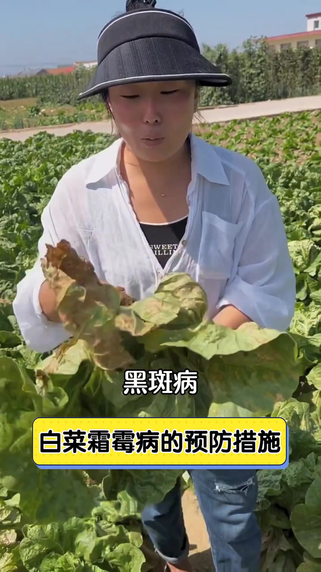 白菜霜霉病的预防措施