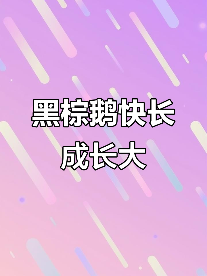 广东清远黑棕鹅,快快吃饱长大吧!