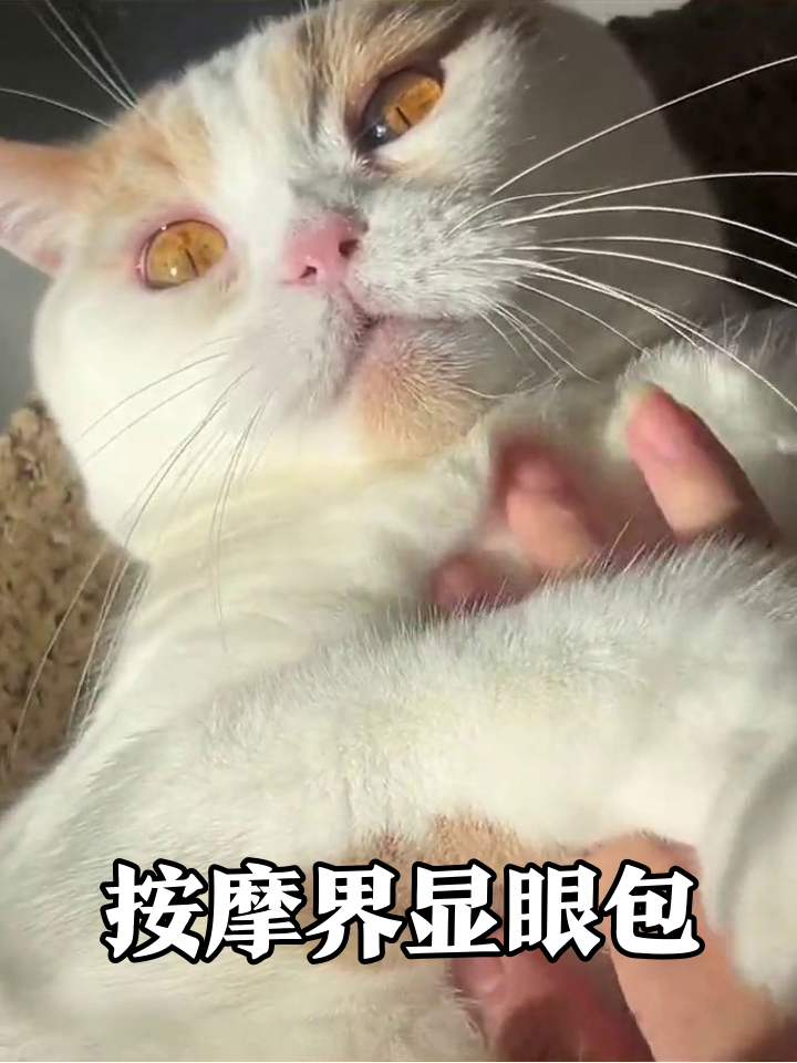 猫届按摩VIP：捏爪爪会张嘴，揉肚肚秒躺平！