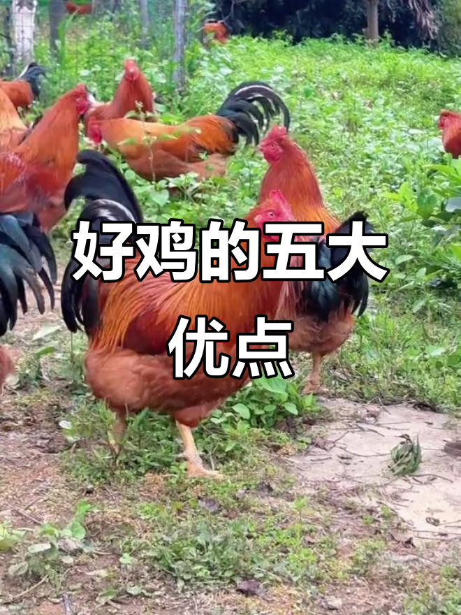 一只好鸡的标准:体型、颜值、叫声全解析